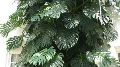 Guess the Plant card artwork